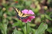 Eastern Tiger Swallowtail