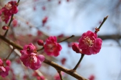 Spring buds