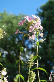 Patio Phlox, Silver Spring