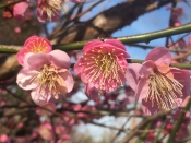 Pretty in Pink