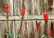 Lobelia_Cardinalis