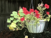 Petunia_Nasturtium