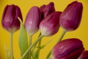 Tulips2