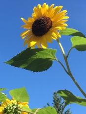 Torch Lake Sunflower