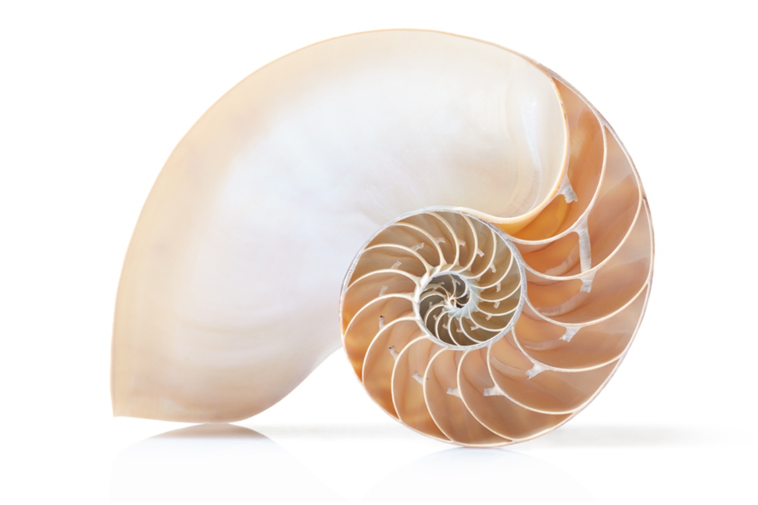 Fibonacci aspect of the shell