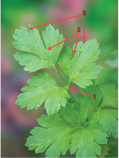 Branching Process